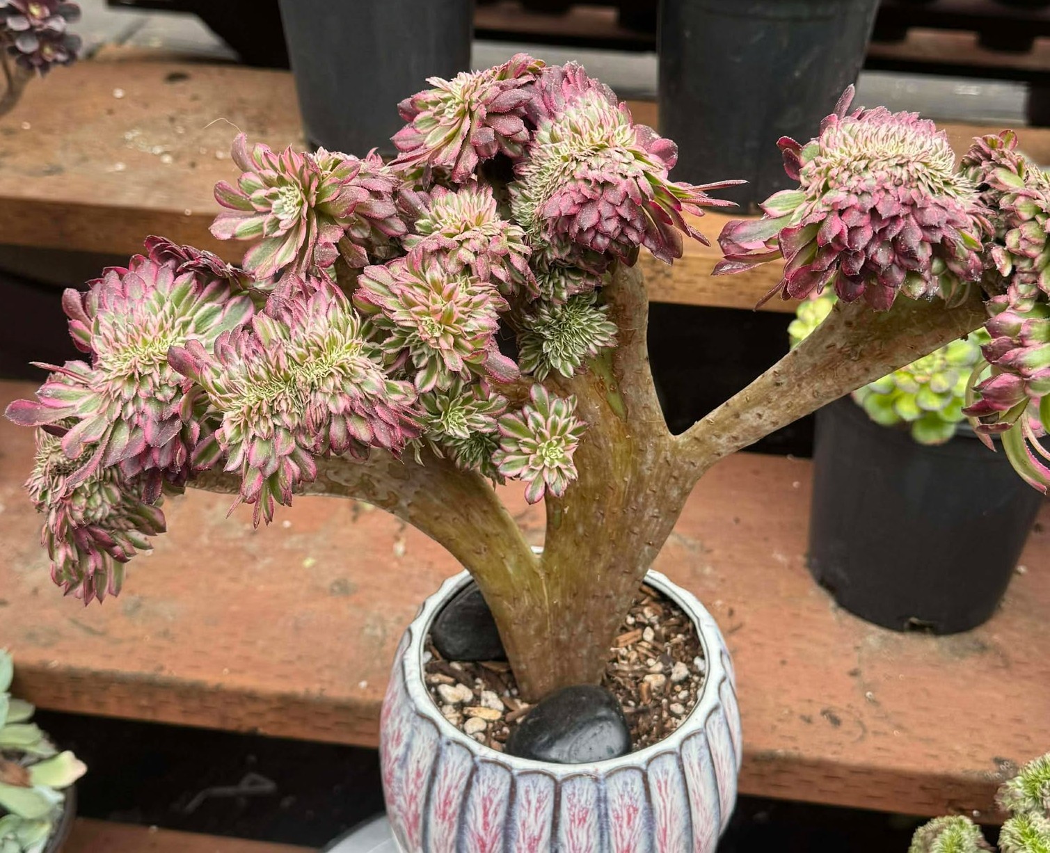 Imported Succulent live plant Home decor Plant gift Pink Halloween teacup #B05