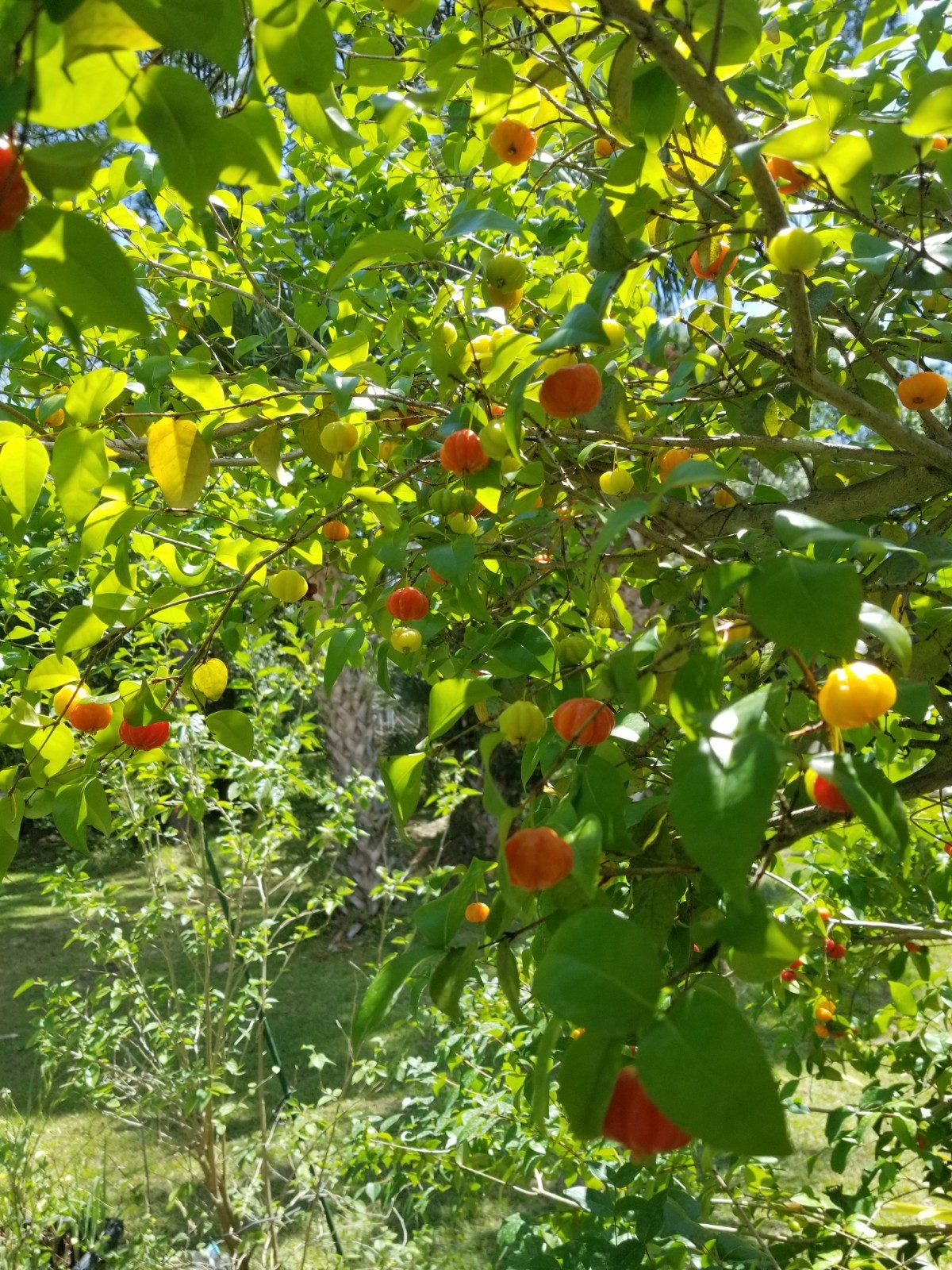 30 Red Surinam Cherry Seeds. Chinese Cherries, Eugenia Uniflora Edible Tropical