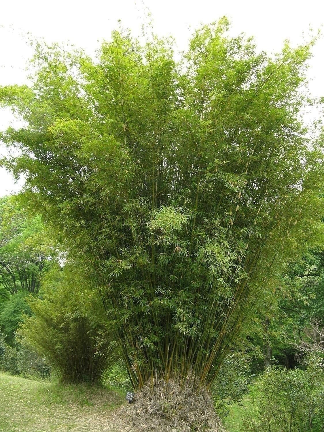 Green Hedge Bamboo | Live Plants | Non-Invasive Clumping Bamboo | Screening…