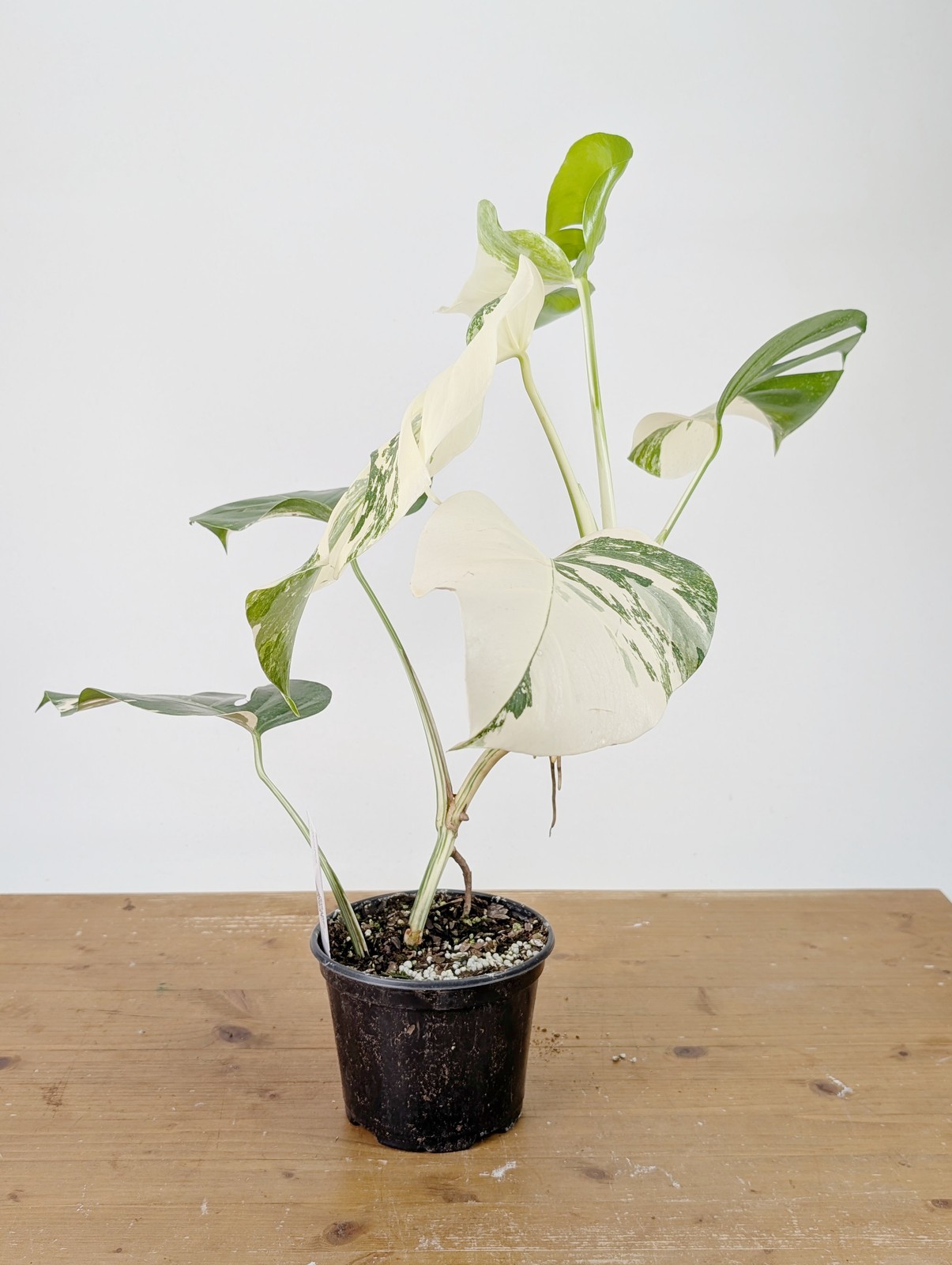 Monstera Albo Borsigniana Variegata – Exact Plant #26A – 6″ Pot