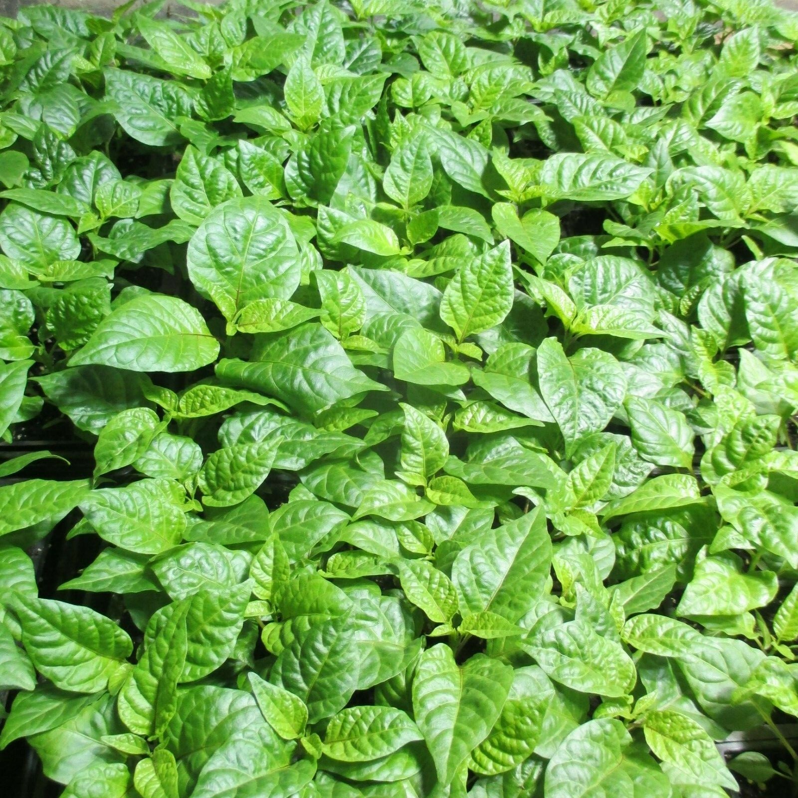 Lot of 3 (75+ DAYS OLD) CAROLINA REAPER Super Hot Pepper LIVE PLANTS