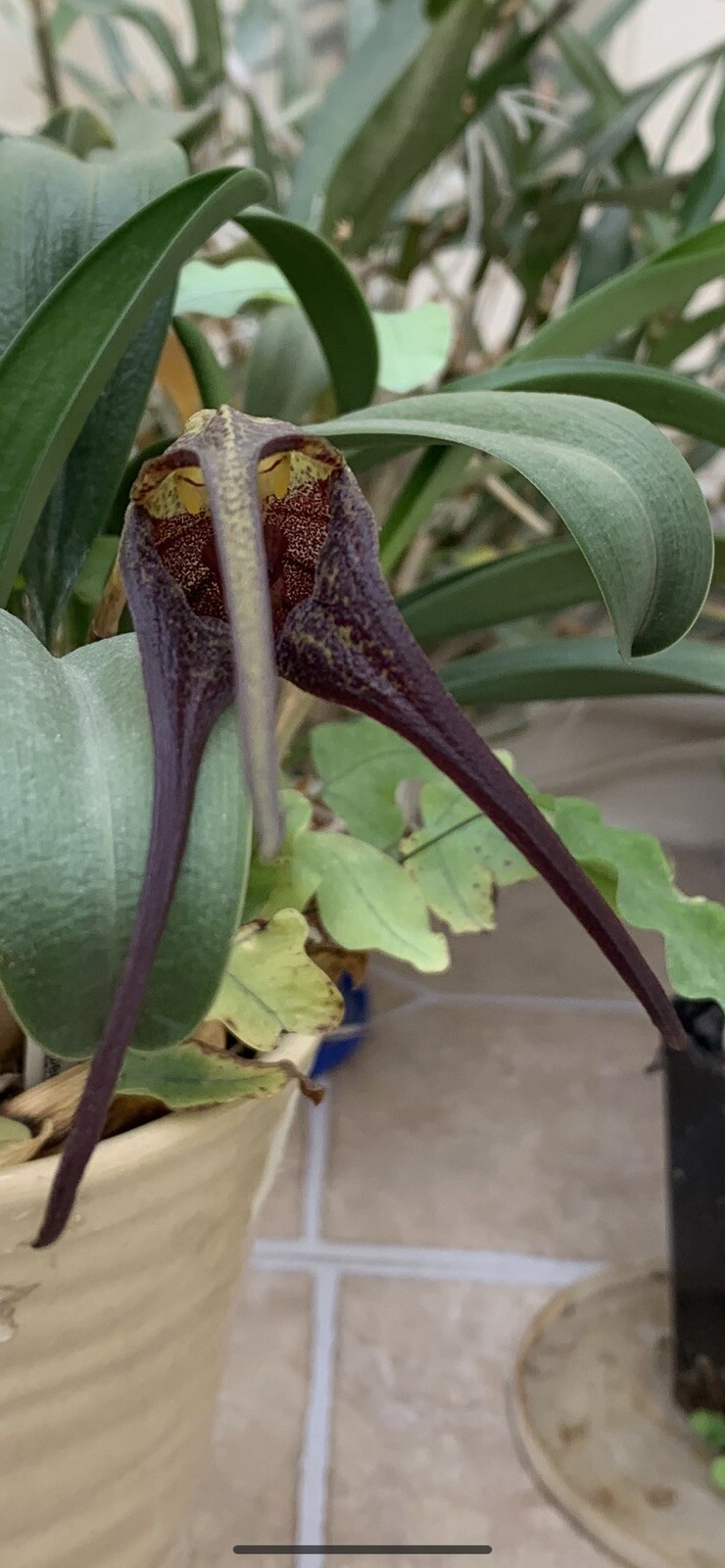 Masdevallia belua