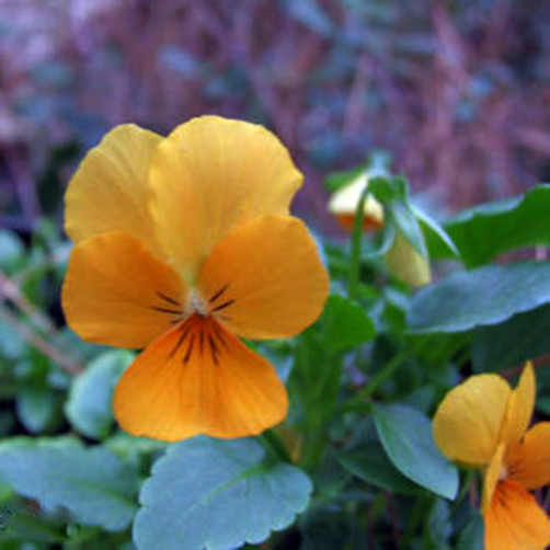 Gold Pansy Seeds, Gold Viola Seeds, Yellow Pansies, Non-Gmo Heirloom Seed, 50ct
