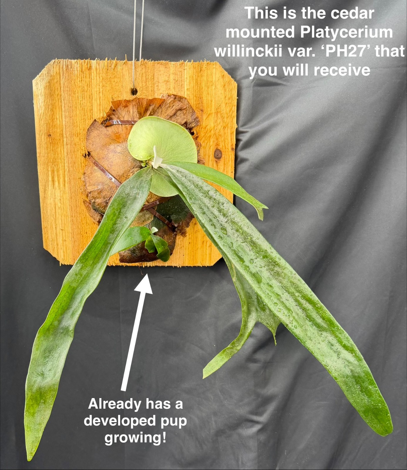 PLATYCERIUM WILLINCKI ‘PH27’ – LARGE and FAST growing WITH PUP ! – cedar mounted