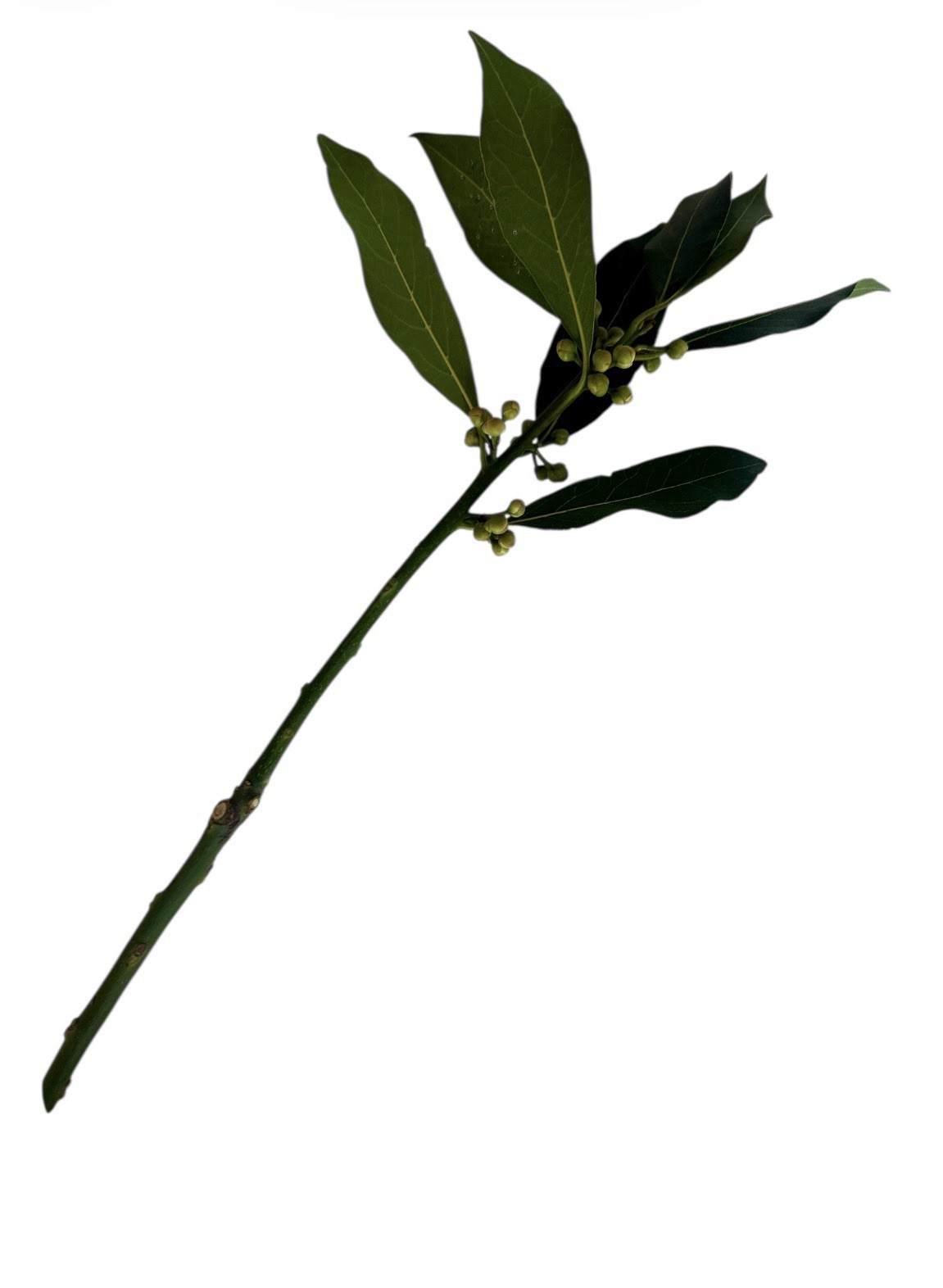 Bay Laurel Tree 5 Stem Cuttings For Propagation Culinary Free Shipping