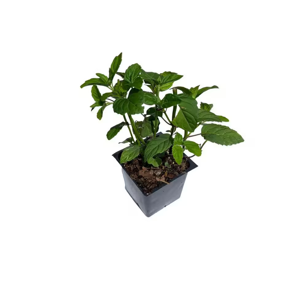 3 Bee Balm Garden View Scarlet Plants in 3 Separate 4 In. Pots