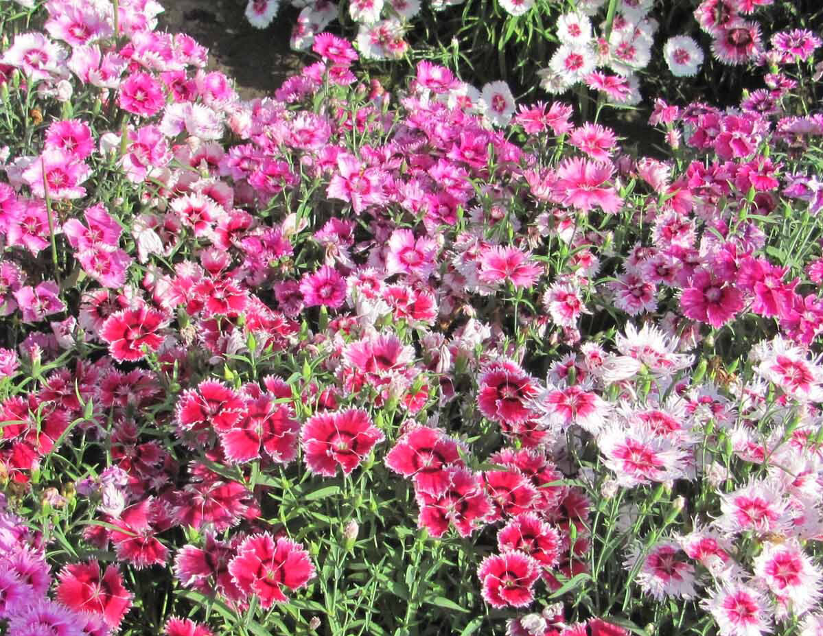 Sweet William Dianthus LARGE FLOWERED MIX Fragrant Blooms USA Non-GMO 200 Seeds!