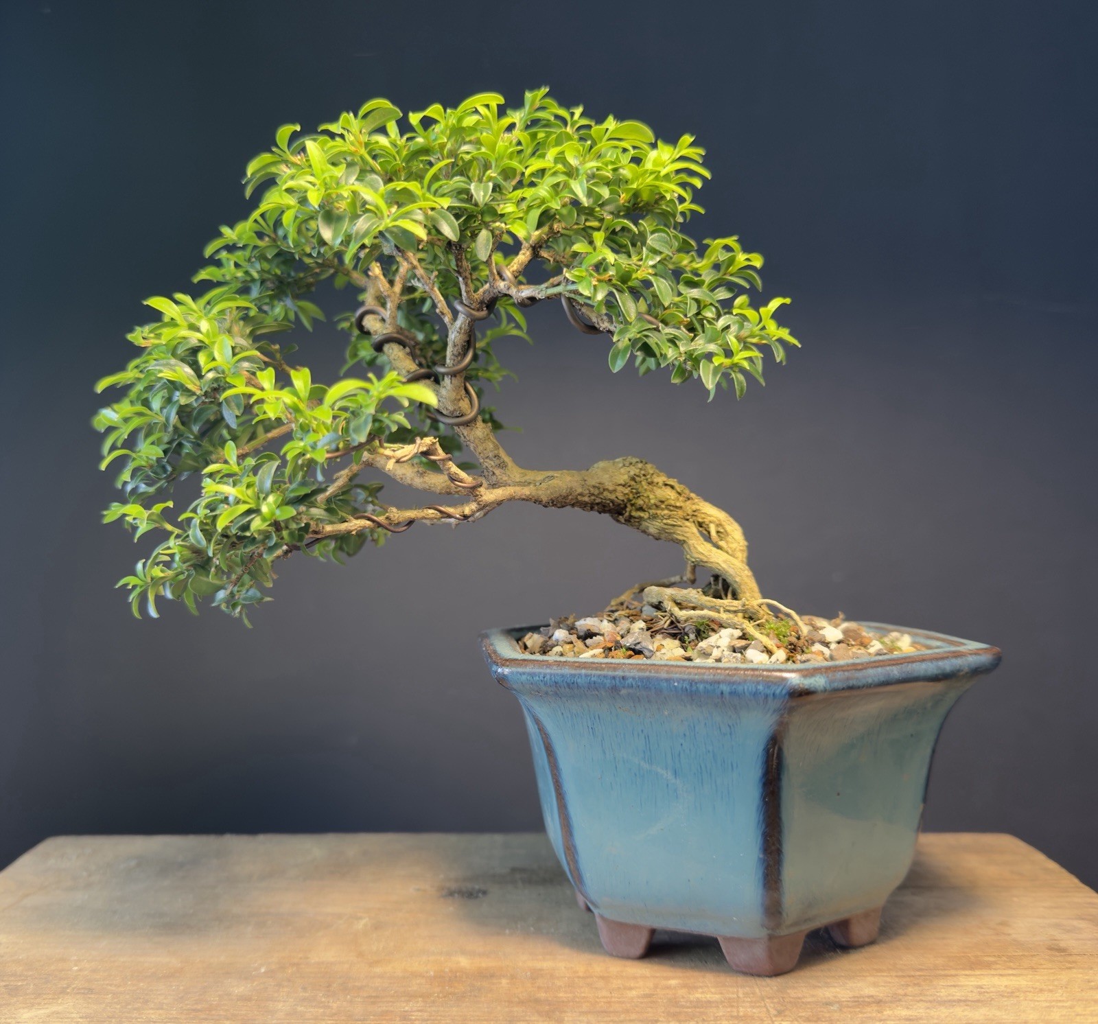 Bonsai Tree Kingsville Boxwood 10+ Years Old 5 1/2” Tall Quality Chinese Pot