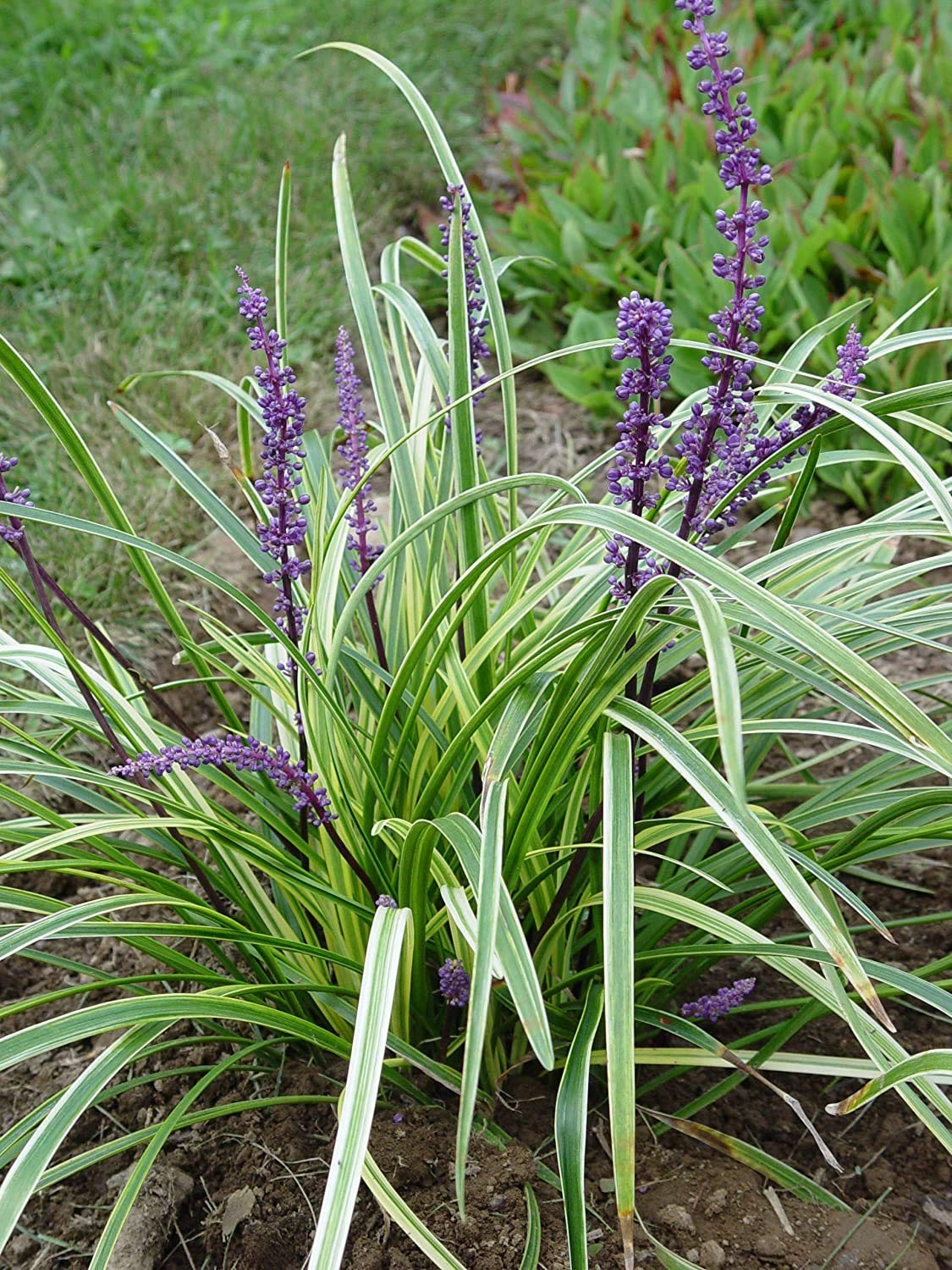 Green Promise Farms Liriope Muscari Variegata Variegated Lilyturf Perennial