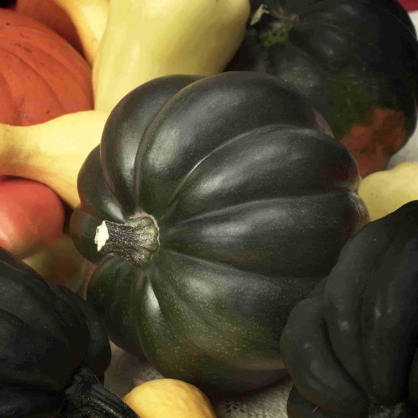 Burgess Buttercup Winter Squash Seeds, NON-GMO, Turban Squash, FREE SHIPPING