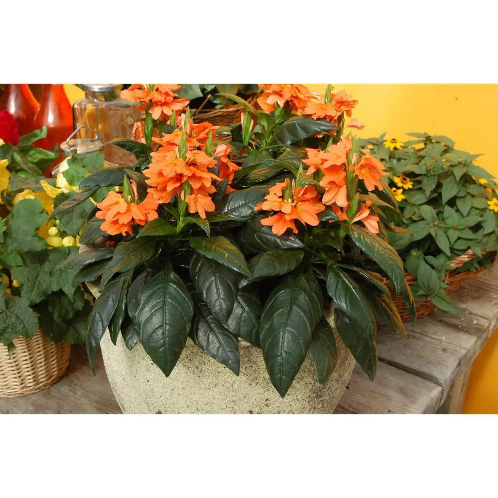 2.5 Qt. Crossandra Orange Plant in Grower’S Pot (2-Packs)