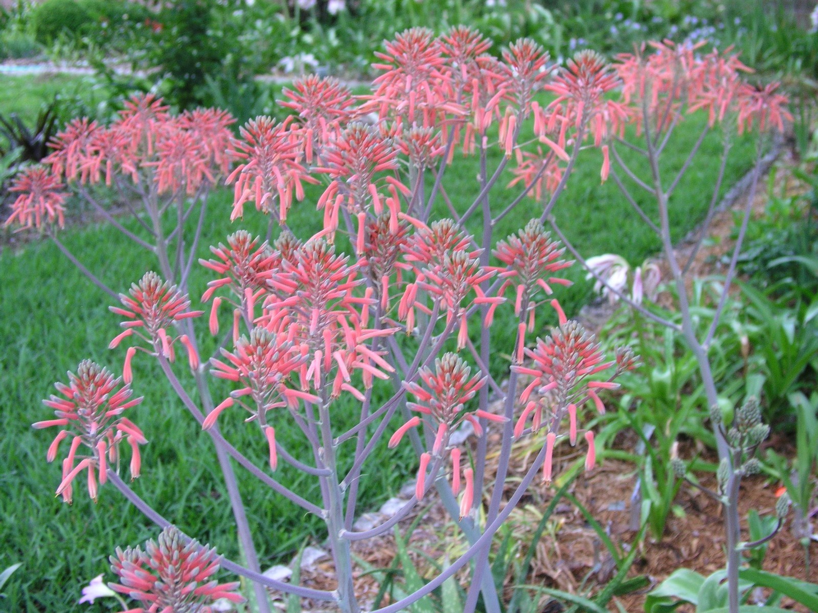 Aloe Saponaria, repeat bloomer, small size,hardy 7B-10