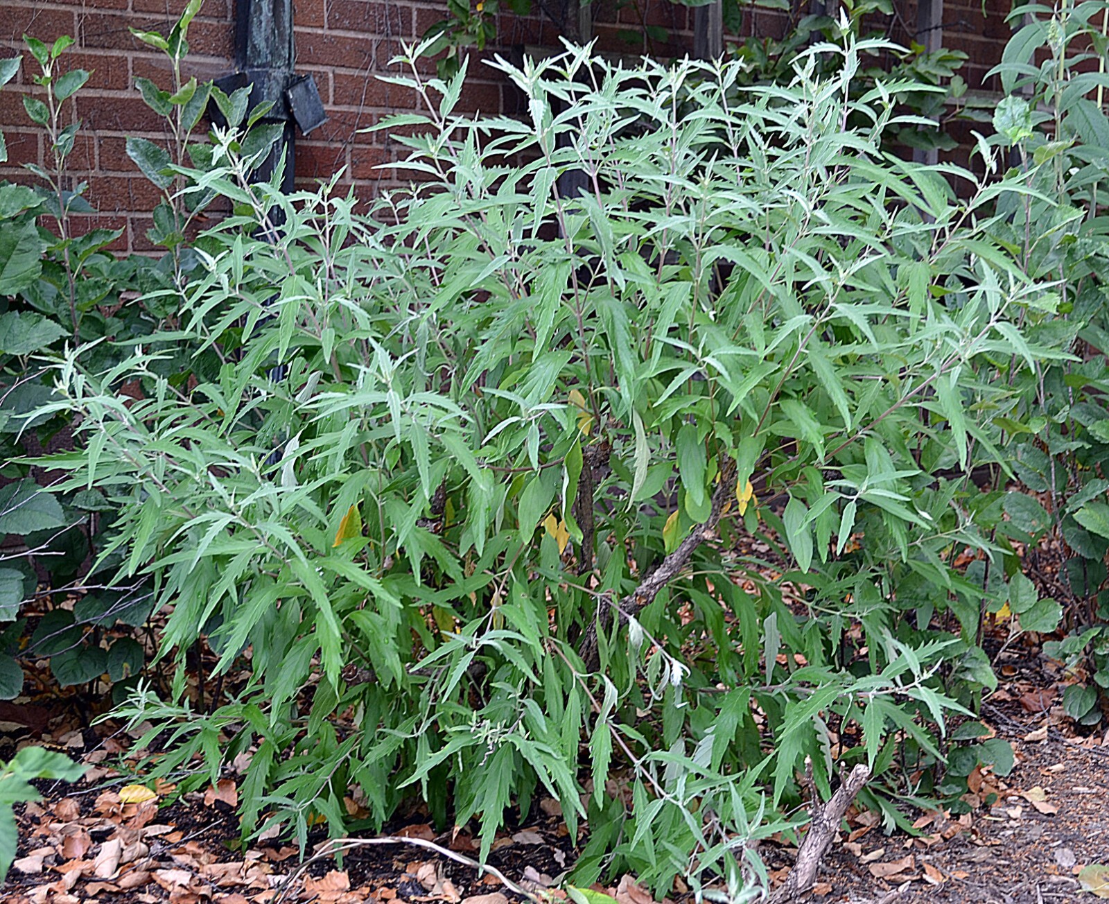 50 Seeds Bluebeard – Caryopteris clandonensis, deciduous shrub with Blue Flowers