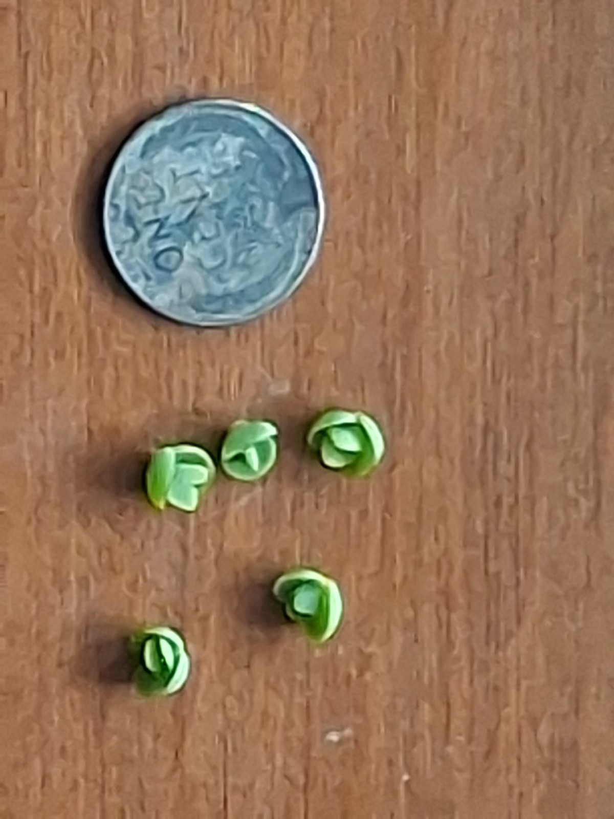 Kalanchoe Mother of Thousands Succulent Plant Babies Pups Clones 5 Pack