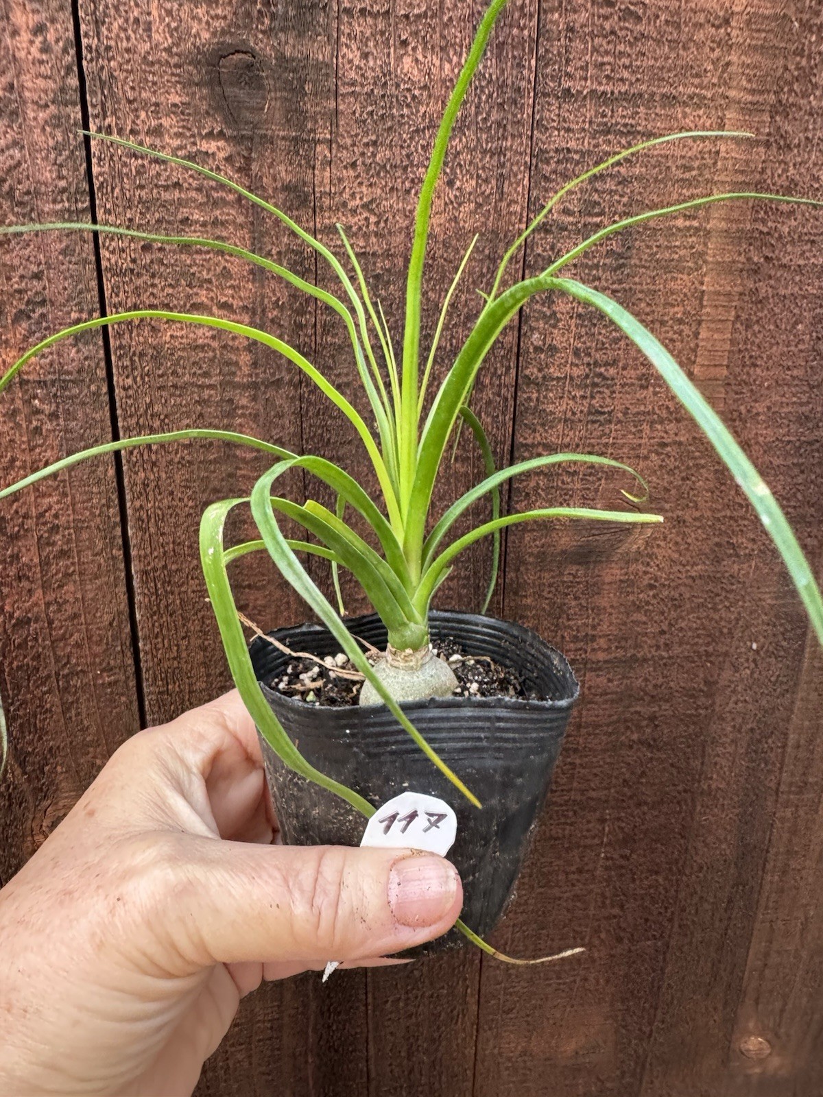 Beaucarnea recurvata Elephant Foot