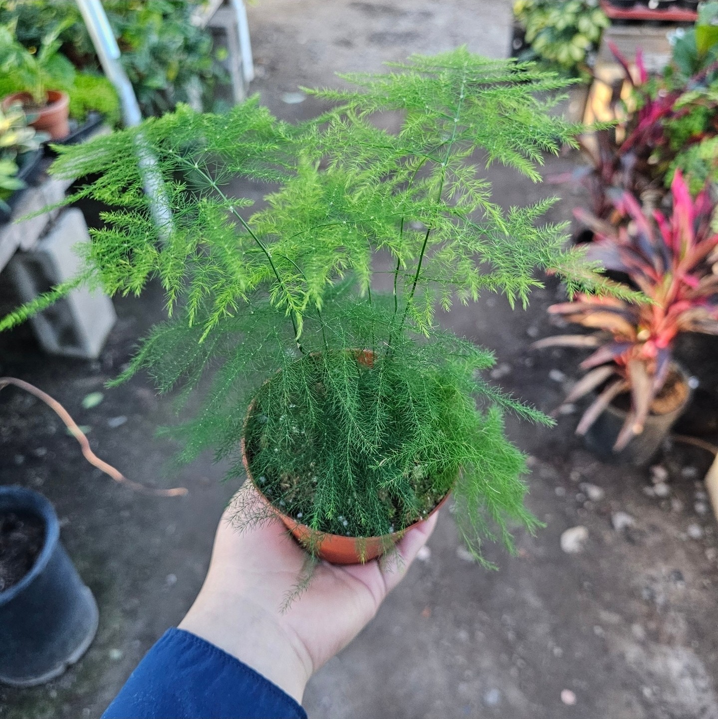 Plumosa Fern | Asparagus Fernsetaceus4in pot
