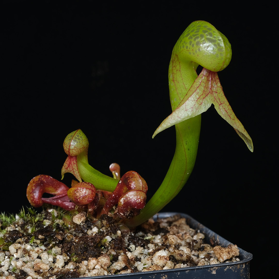 Darlingtonia californica (small) – 3.25″ pot – Carnivorous plant