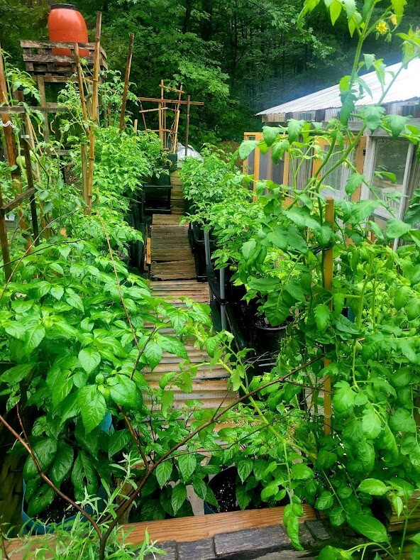Guntur Sannam Hot Indian Chili Pepper 25-Seeds India 30,000+ Scoville SHU Unique
