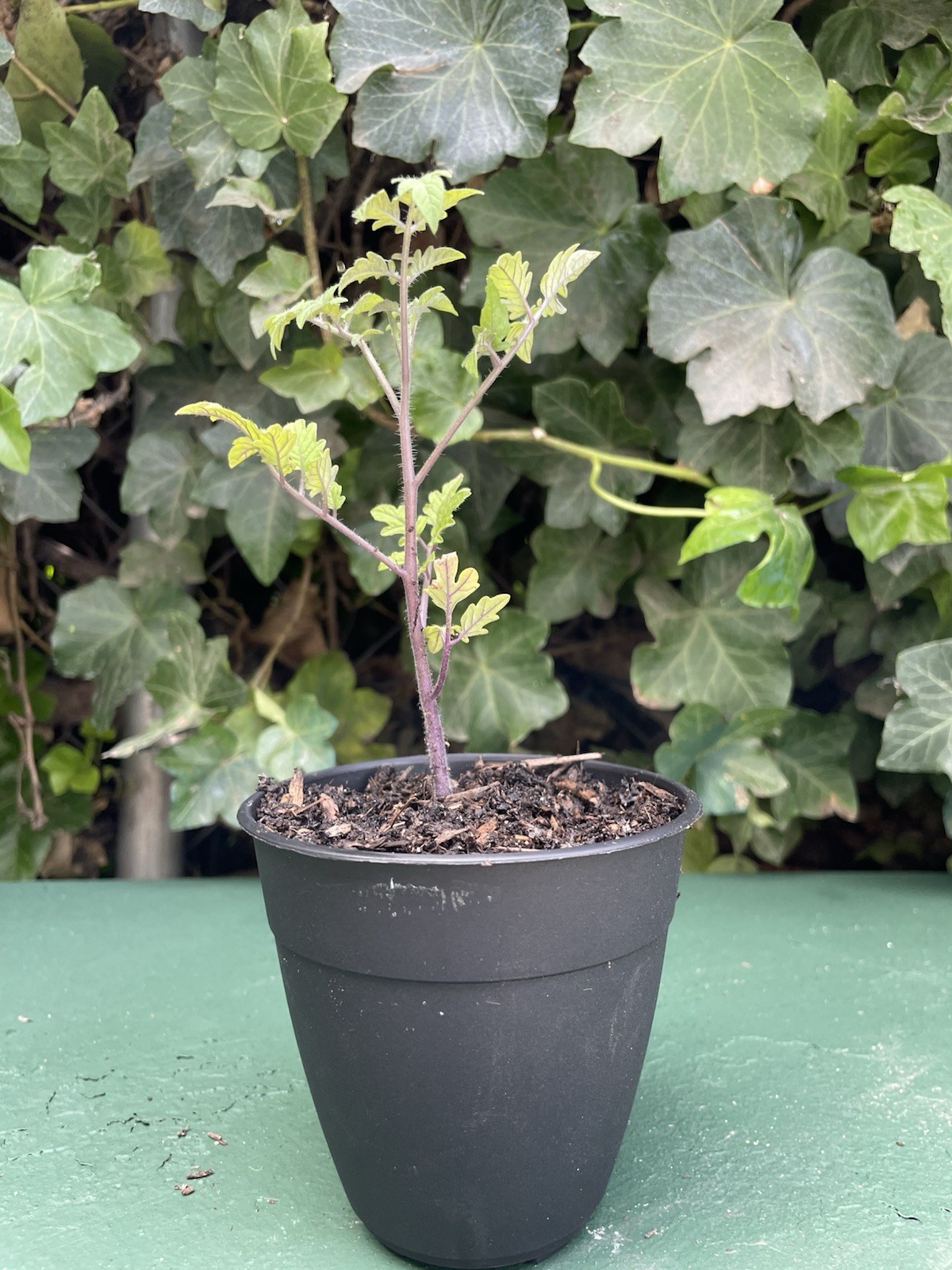 Tomato