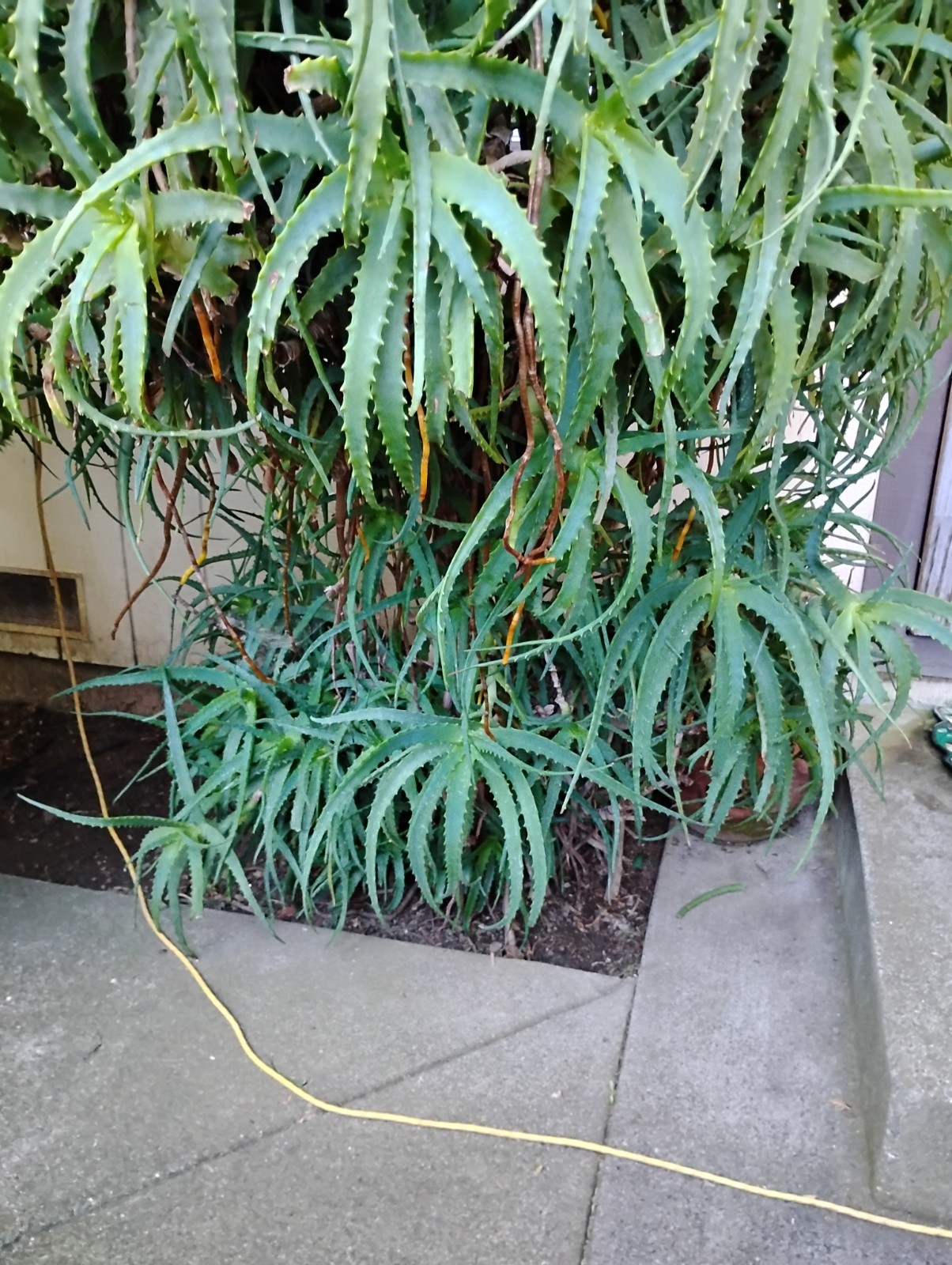 Large Aloe Arborescens Cactus Plant Cuttings from 40 year old Healing Plant.