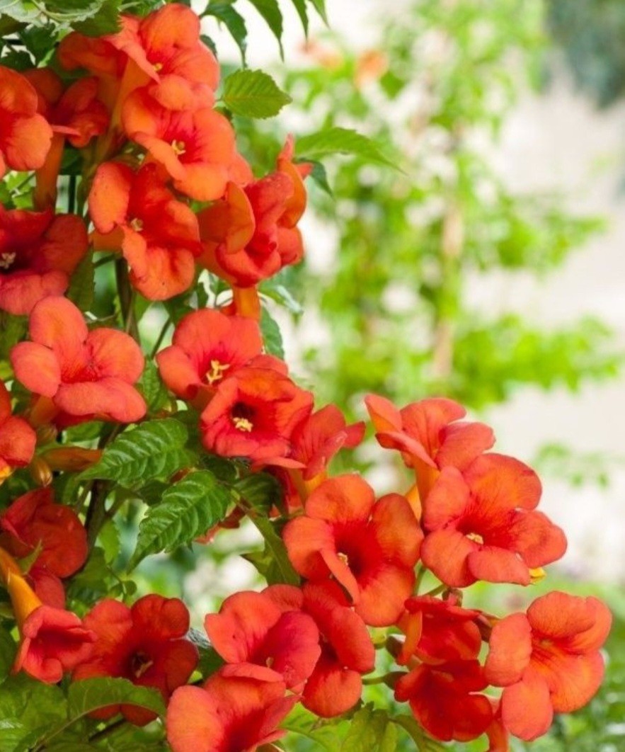 Flame Red Natural Trumpet Vine Bare Root Live Plant 1+ Foot All Natural