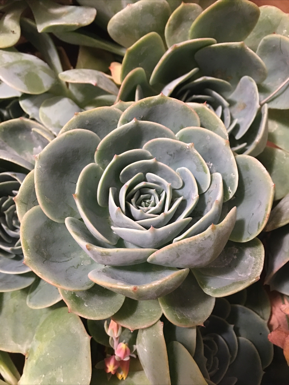 Lot Of 5 Piece GORGEOUS Echeveria Secunda Succulents 3 Inch Wide Cuttings Pack
