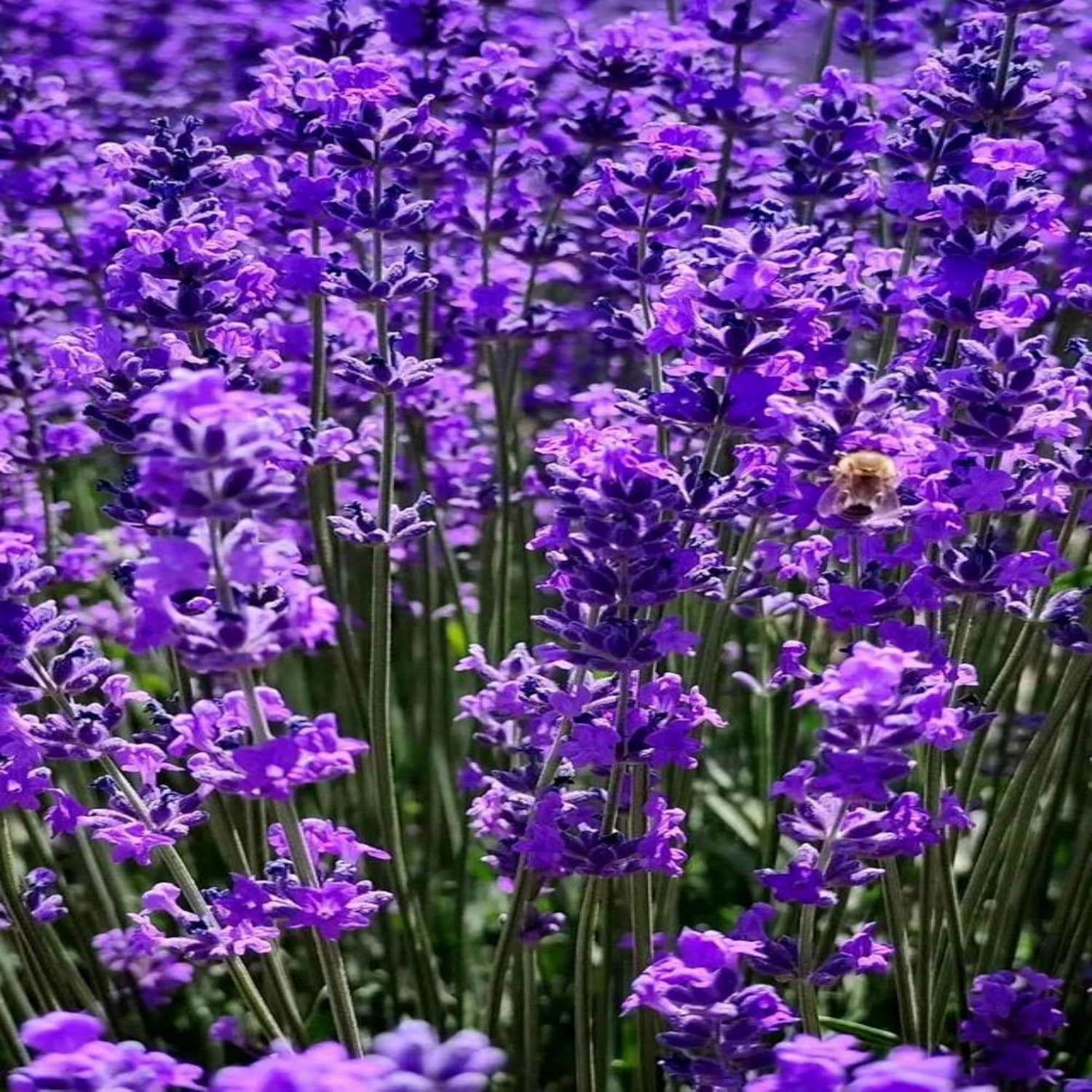 4000 Seeds Lavender Flower Seeds, 90-120 Days to Bloom, Summer Flowering, Drough