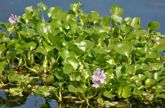 Kazen Aquatic 100% ORGANIC GROWN Water Hyacinth. (Pond plant)