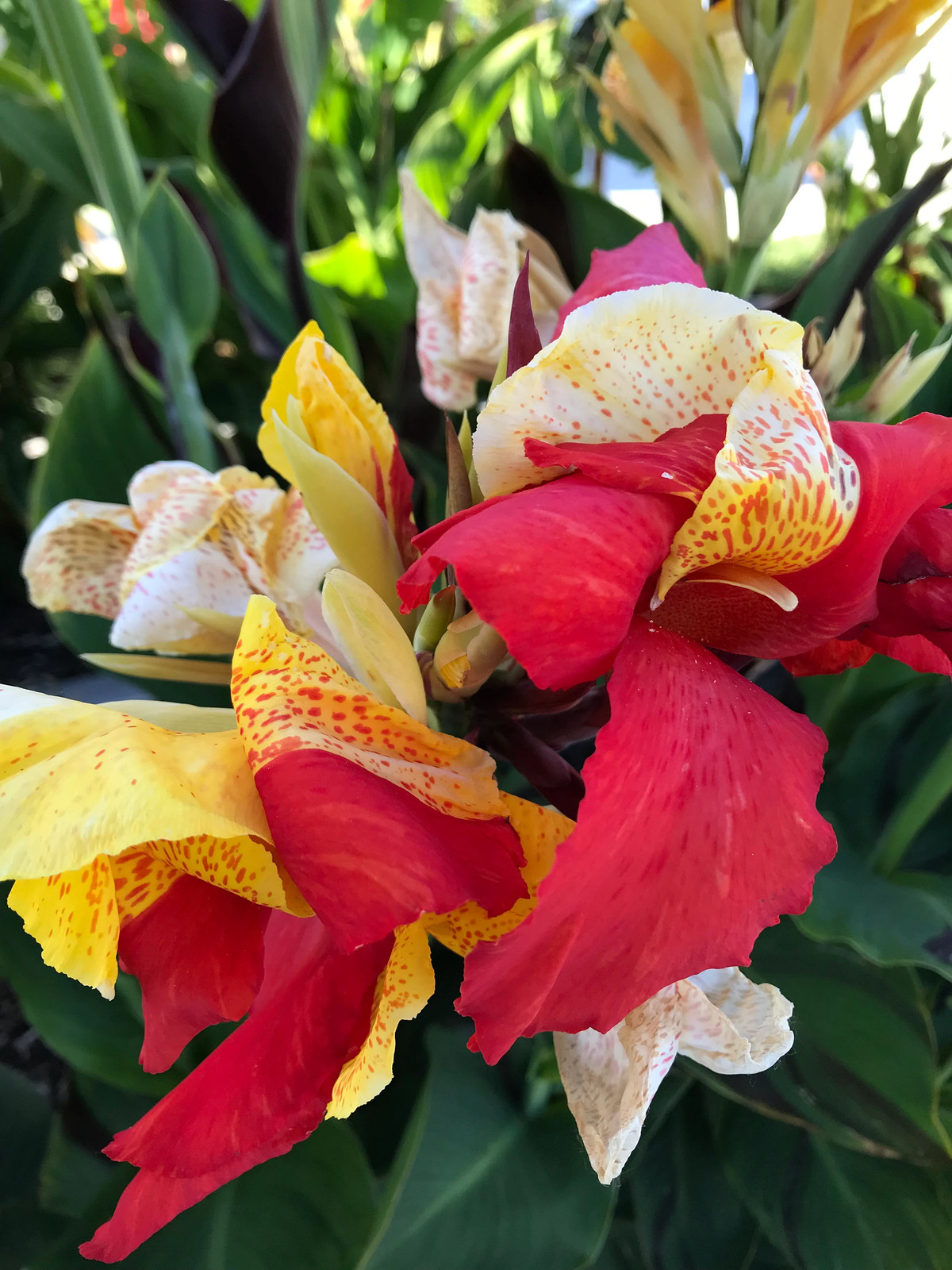 Canna Lily Cleopatra Rhizomes: Variegated Foliage, Exotic Blooms – 7-Rhizomes