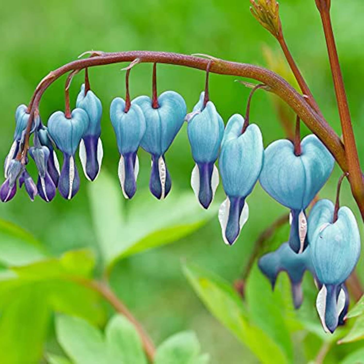 Dicentra Spectabilis Seeds for Planting – 100 Bleeding Heart Seeds Shade Flower