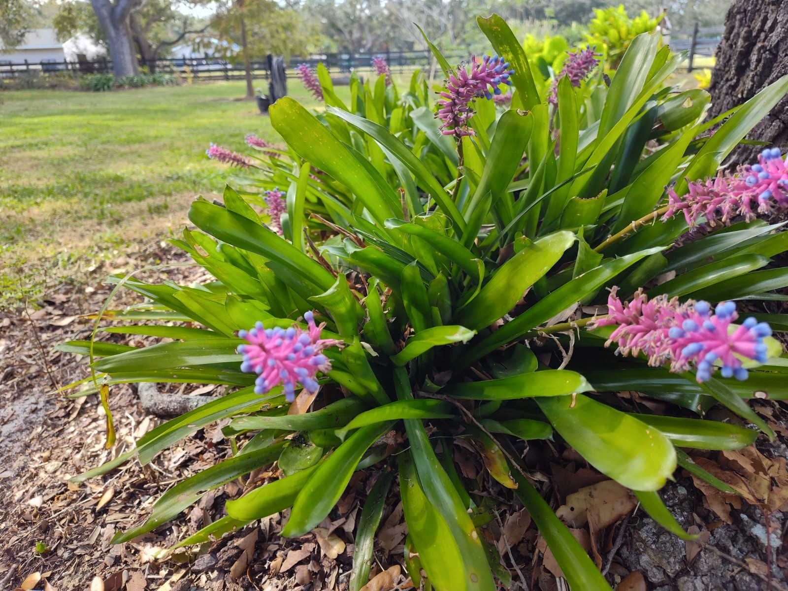 Matchstick Bromeliad Aechmea Gamosepala 8-10 Inches Fresh Florida One Piece