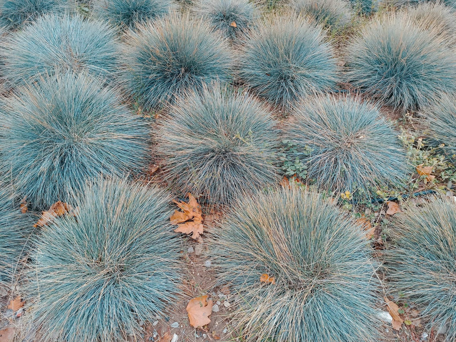 100 BLUE Sheeps FESCUE GRASS Fesnea Ovina Glauca Cinerea Seeds