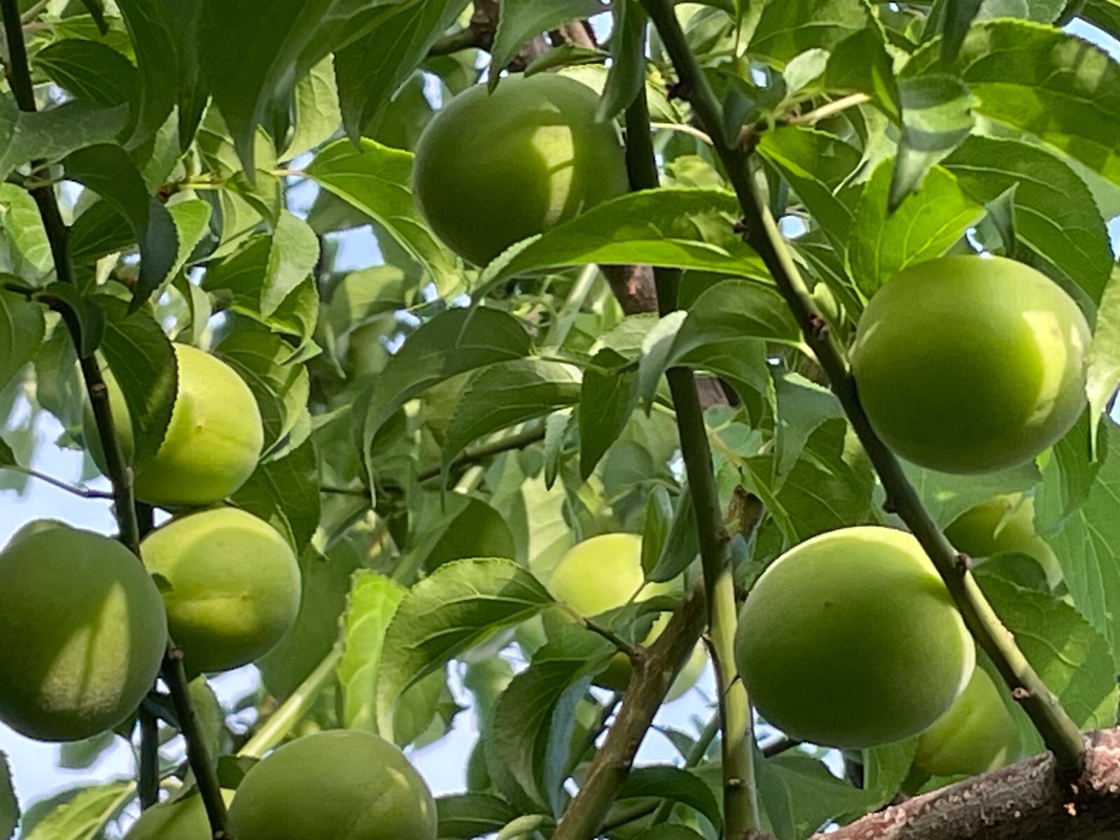 1 Japanese Ume Fruit Tree, or Plum Fruit Tree, Prunus Mume, Maesil, Tree