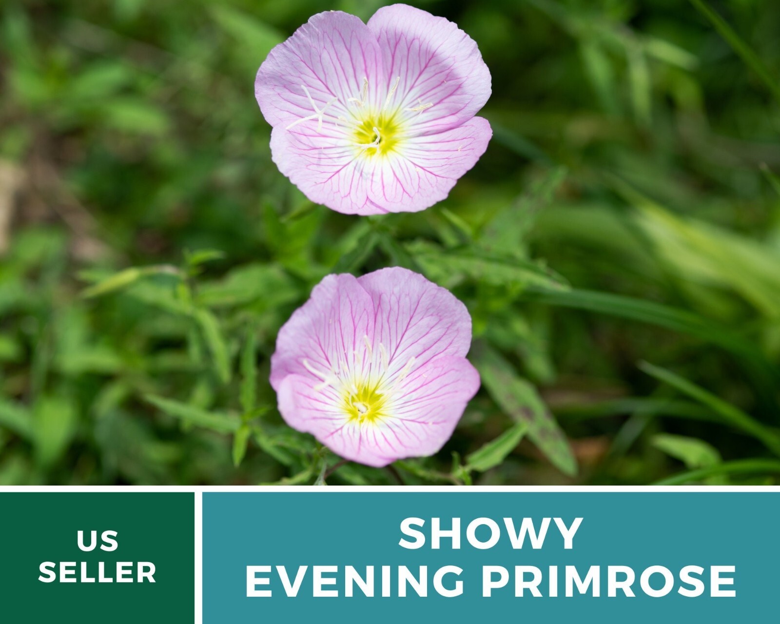 Evening Primrose, Showy (Pink Ladies) – Heirloom Seeds – Medicinal Flower – GMO
