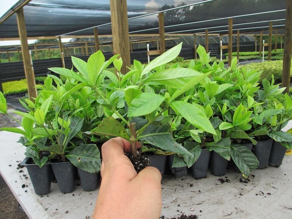 Gardenia Belmont – 30 Live Plants – Fragrant Blooming Ornamental Shrub