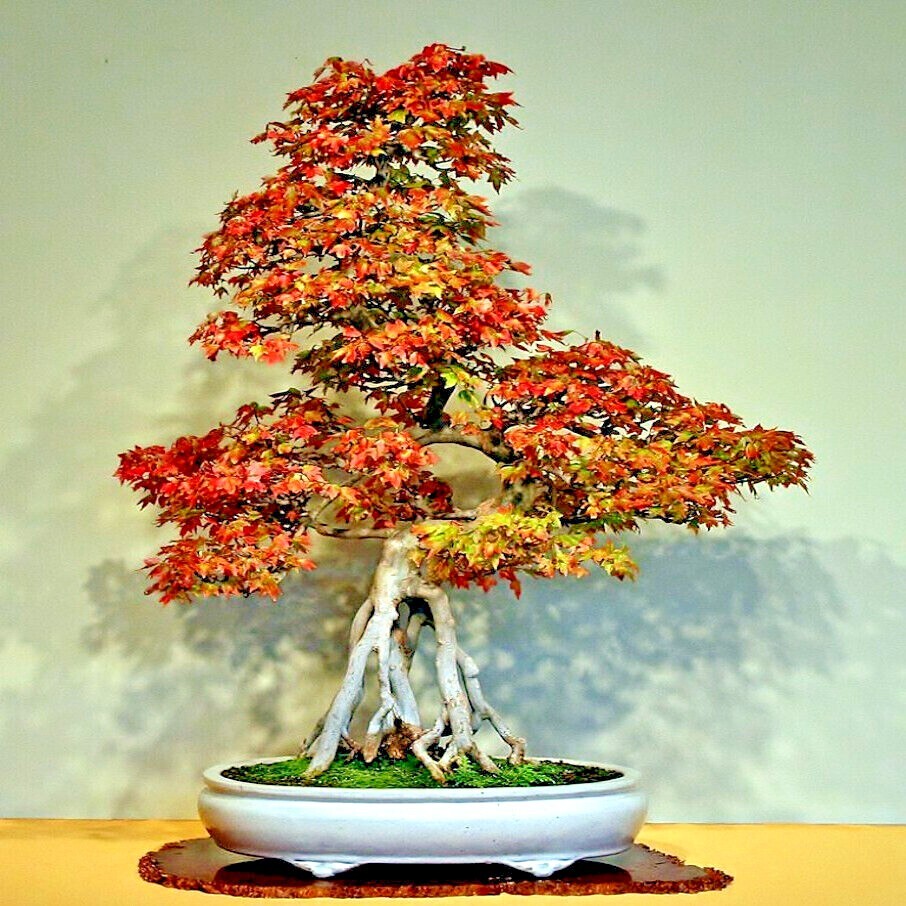 TRIDENT MAPLE TREE SEEDS (Acer buergerianum) Hardy Fall Colors Bonsai Plant