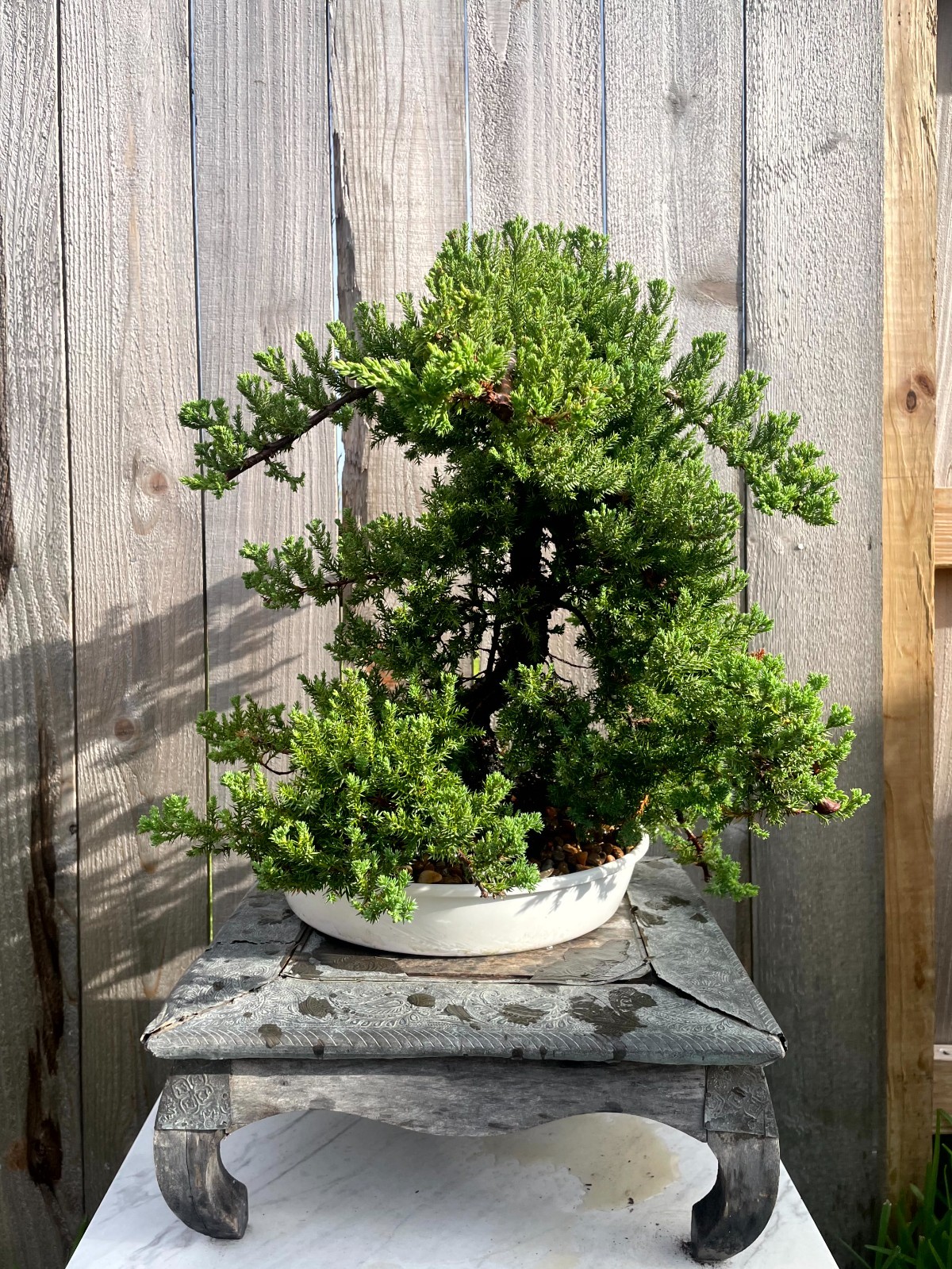 AWESOME! FATHER’S DAY GIFT – Procumbens Nana Juniper Bonsai, 16 YR, Trunk #907