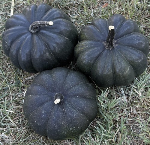 100 Midnight Treated Black Pumpkin Seeds – Rare Heirloom & High Germination