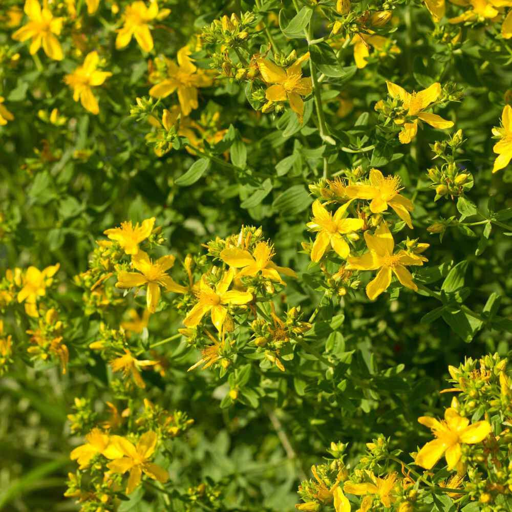St John’s-wort Hyperion 15 Plants in 3-1/2 inch Pots