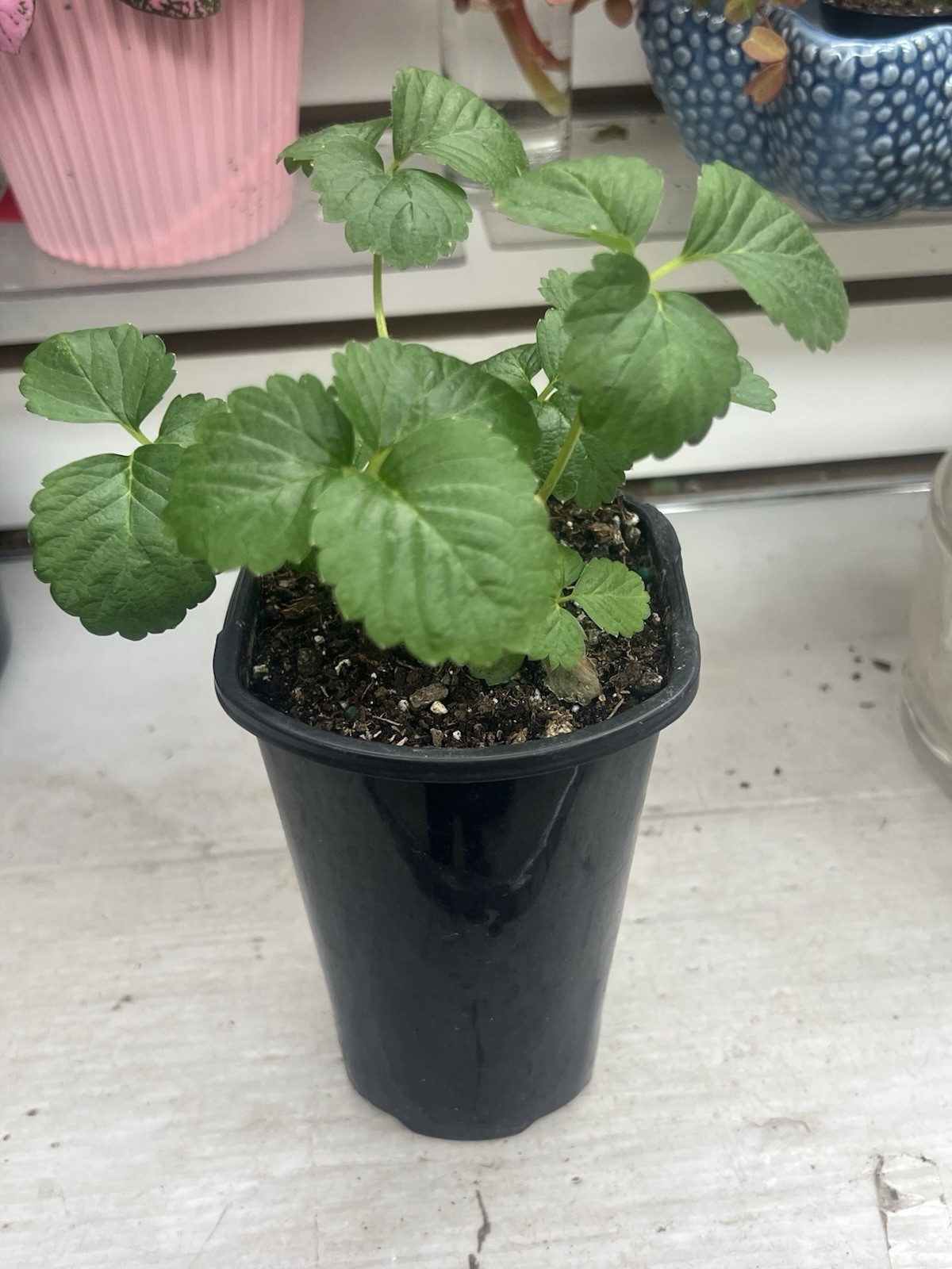 Live Ever Sweet Strawberry plant In 4” Pot