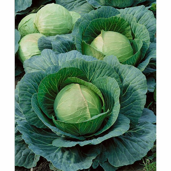 #13 Heirloom Vegetable Seeds 6 Variety Garden Set Emergency Survival NON-GMO WOW