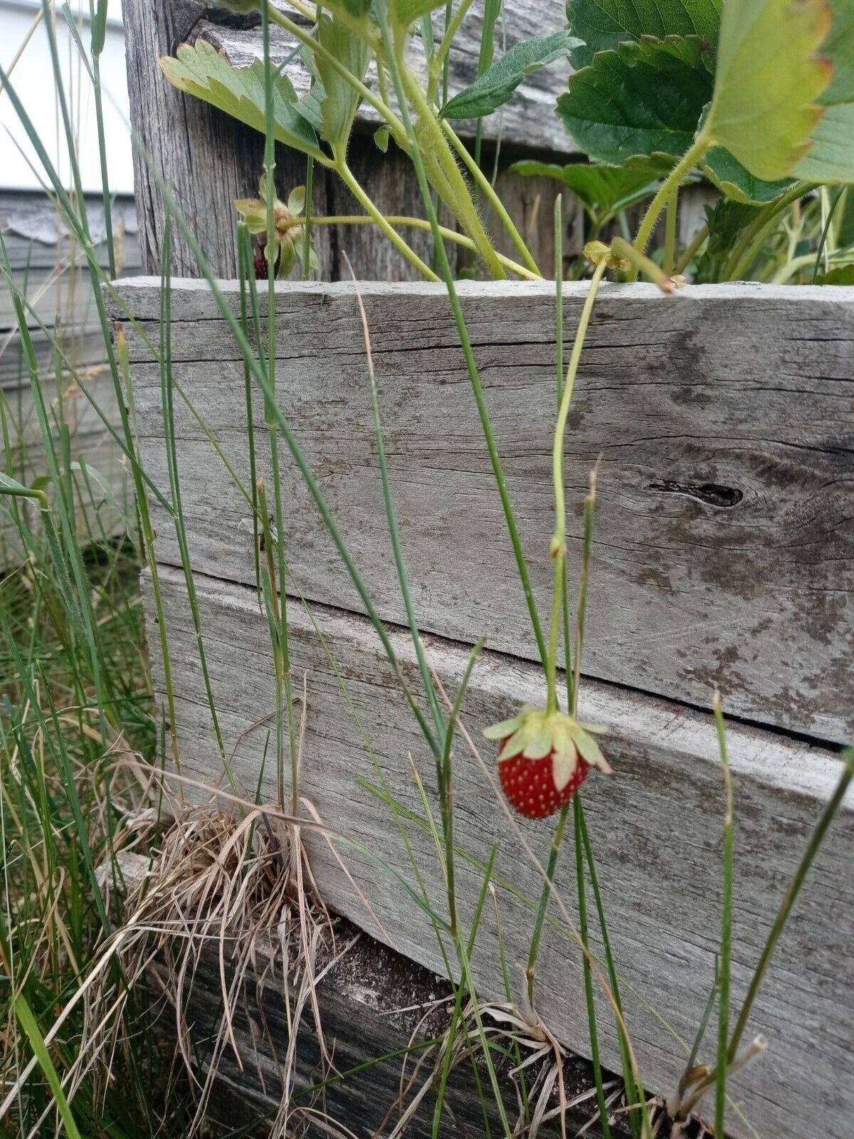 All Natural Michigan Wild Perennial Strawberry Seeds