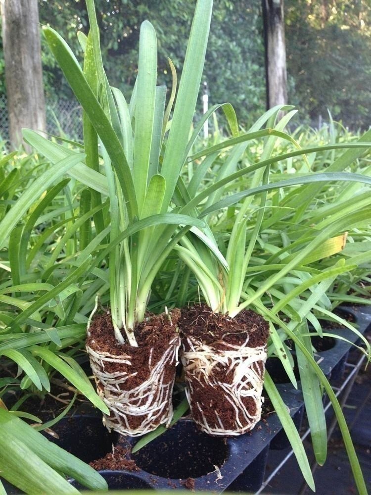 Agapanthus Lily of The Nile – 30 Live Plants – Blooming Ornamental Foliage