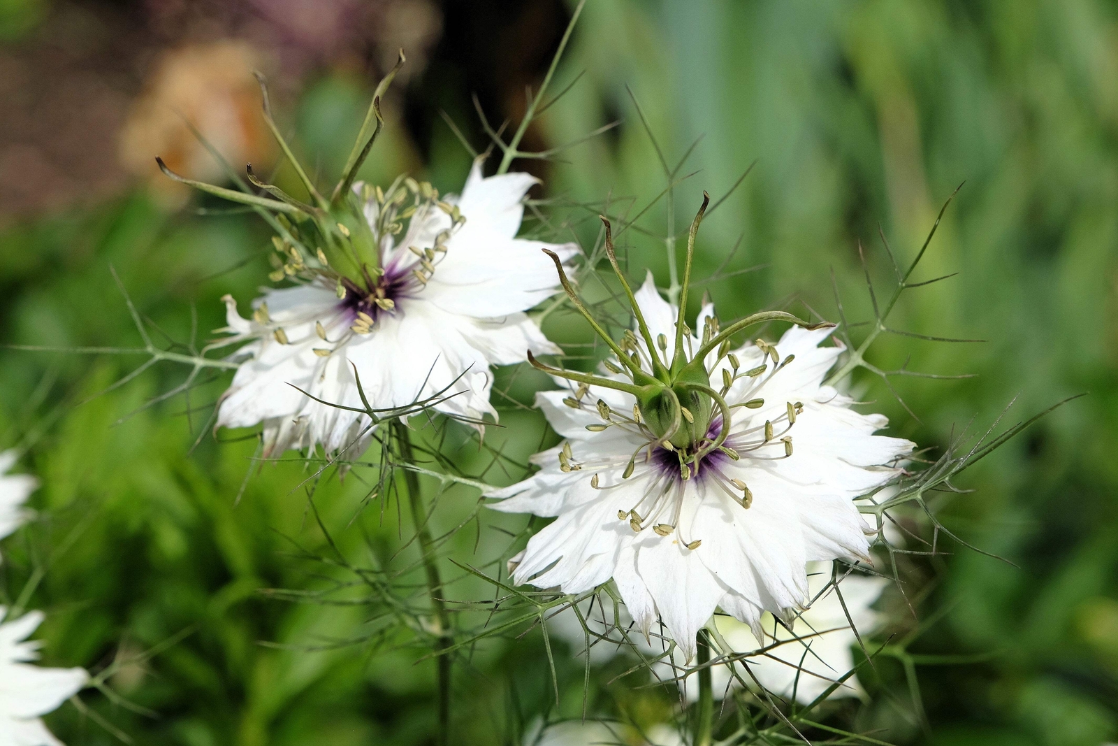 500 WHITE LOVE IN A MIST Nigella Damascena Flower Seeds *Flat S/H