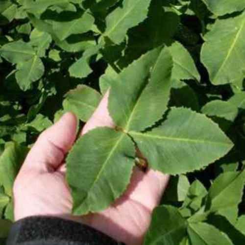 10 LBS – Inoculated FIXatioN Balansa Clover: Bio-Massive Drought Tolerant