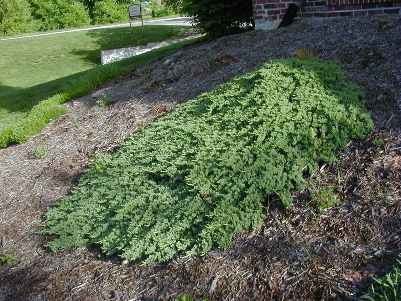 Juniper Procumbens Nana | 2 Inch | Juniperus procumbens | Groundcover Plant