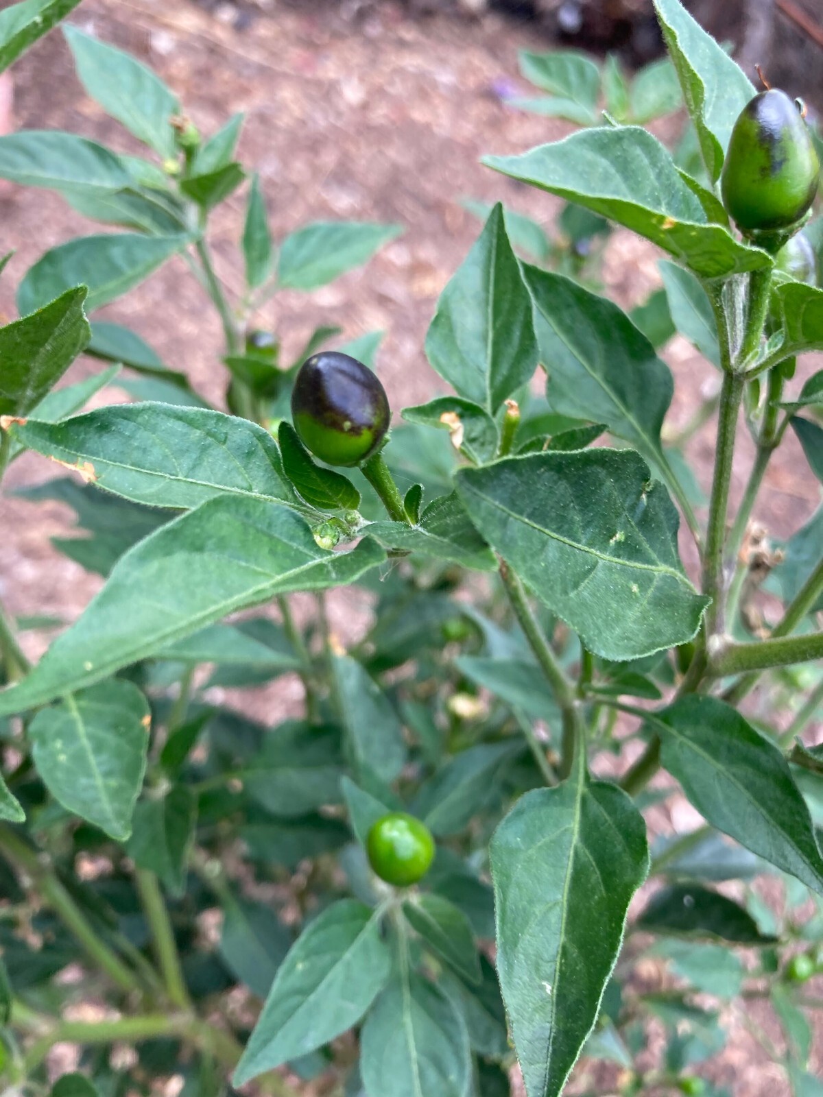 Chiltepin, (chile tepin) Chile Bolita Hot Pepper Non GMO Rare Live Starter Heirl