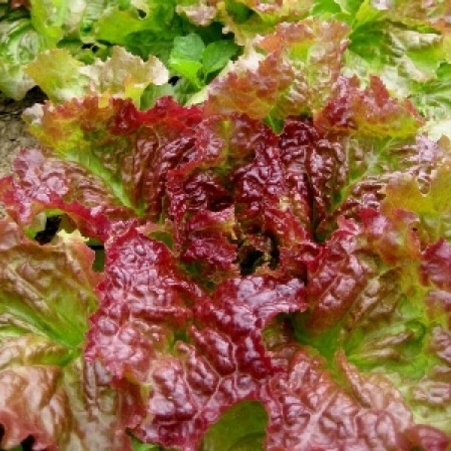 1000 PRIZEHEAD LETTUCE SEEDS ~ heirloomseedguy ~ 2026 ~ NON-GMO