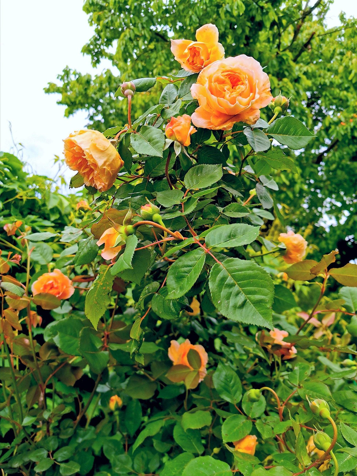5 ORANGE CLIMBING ROSE Rosa Bush Vine Climber Fragrant Butterfly Flower Seeds