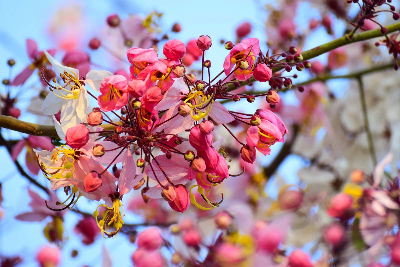 5 PINK SHOWER TREE Cassia Javanica Rainbow Apple Blossom Pink White Yellow Seeds